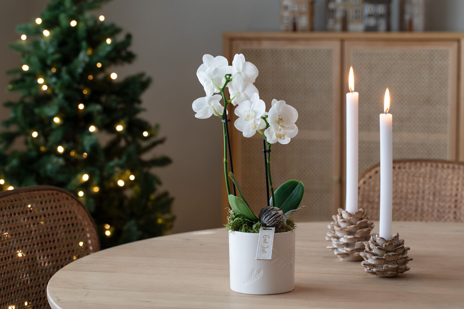 Hvit orkide allergivennlig juleblomst